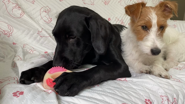 訓練士の女房2483の記事動画