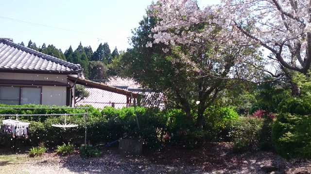 2017春の陣 @油津 &amp; 飫肥の記事動画