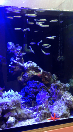 5/4 ザリガニ釣り♪の記事動画