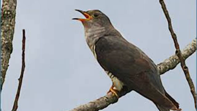 細々と。誰かが見つけてくれるその日まで。の記事動画