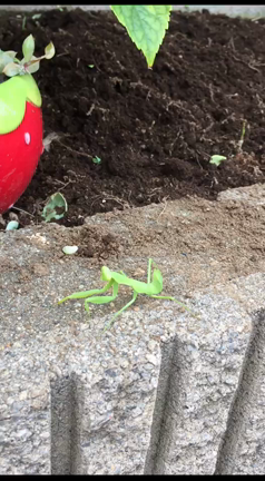 昨日草むしりをしていたらの記事動画