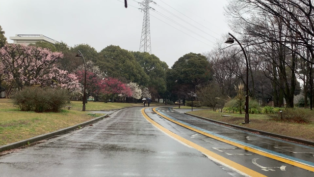 変わりゆく雨の渋谷の記事動画