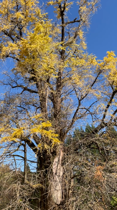 アラフィフ女子の里帰り♪の記事動画