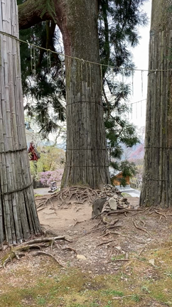 天空の社 妙義神社 宇宙からのパワーを！唐門の龍神様を見てね！の記事動画