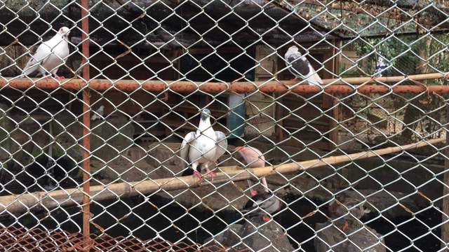 福岡県柳川市へ行って参りました！最高の一日〜^_^！！の記事動画