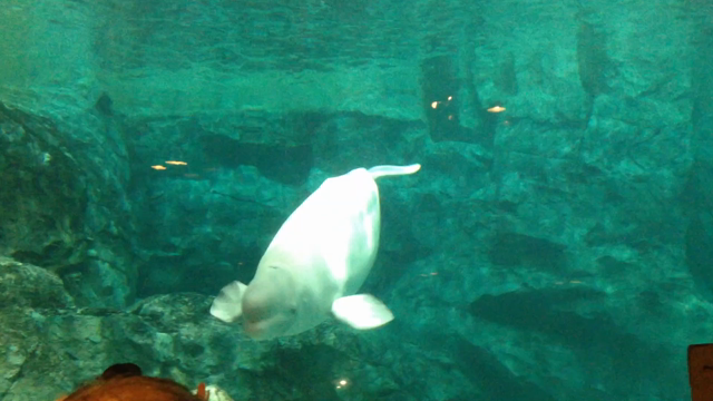 Night Aquarium*の記事動画