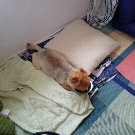 通院するよ。の記事動画