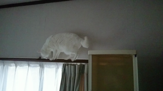 ハナさん動画 バックも出来るよ♪の記事動画