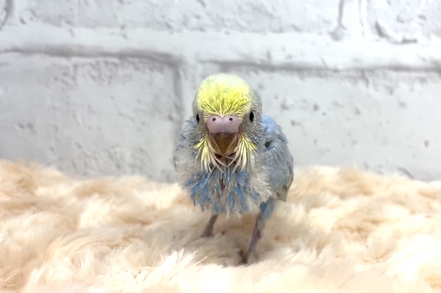 鳥さん入荷情報⭐︎の記事動画