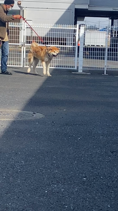 またまた赤毛の秋田犬の記事動画
