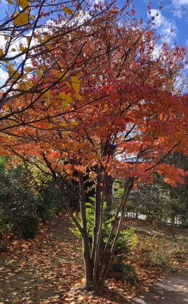 あやしい葉っぱの記事動画