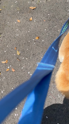 のぞみ公園の桜　御呂戸川沿いの桜　動画で紹介の記事動画