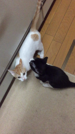 飢と参議院議員選挙の記事動画