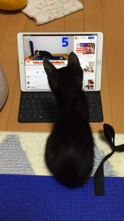 ヨガのお手伝い☆にゃーの記事動画