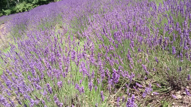 癒やしの風の記事動画