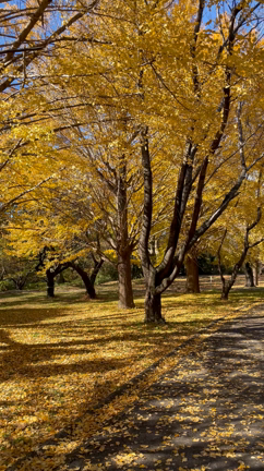 日本特有の健康問題。海外の文化と比較して見る日本の課題【ブレインクリア・セラピー®】の記事動画