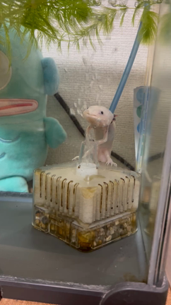 ありがとうぴぃちゃん⸜( •⌄• )⸝の記事動画