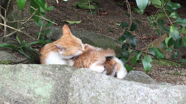 なかなか可愛くないですか？(^^)の記事動画