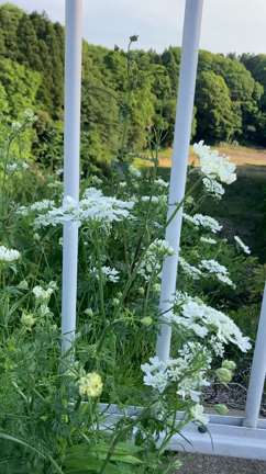 お花摘みに行きました〜。の記事動画