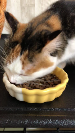 Wish　試食レポートの記事動画