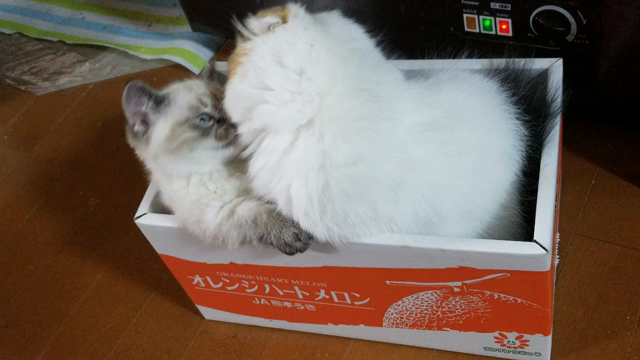 甘え上手の記事動画