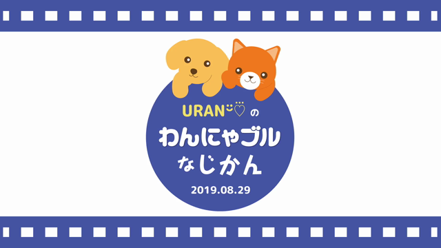 Pecoboxとわんにゃブルbox チビッコタイニープードル ꕥ Uran