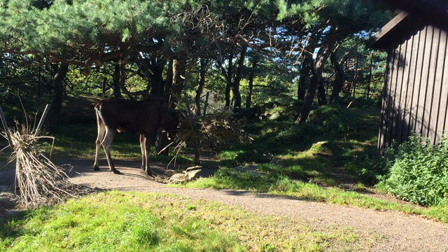 ボソリの記事動画