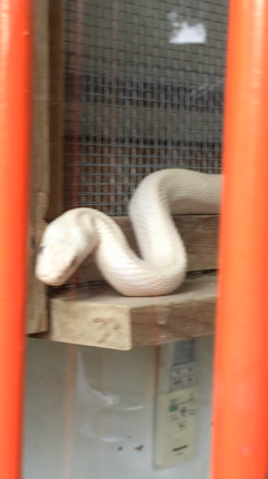 明日は巳巳の日  60年に1度の縁起の良い日の記事動画