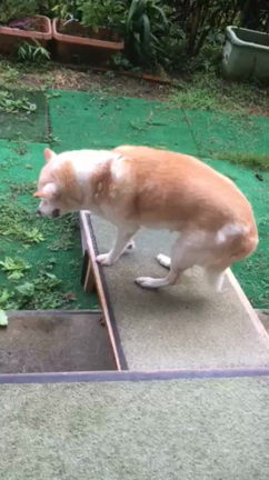 くーたん。の記事動画