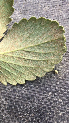 進撃の巨人❗️の記事動画