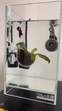ベタのフィルター 初めてだらけのアクアリウム