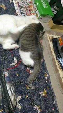 実家の猫ズの記事動画