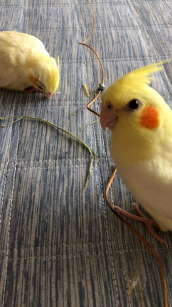 いろいろの記事動画