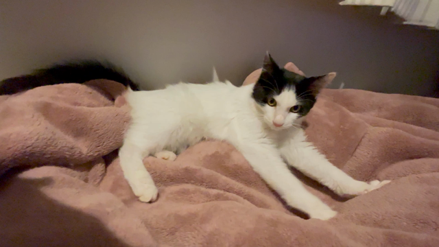 前から居たような…の記事動画