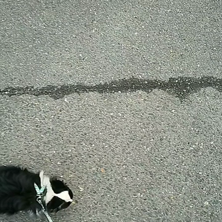 リヨン、去勢手術前の散歩。の記事動画