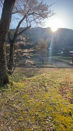 林間サイト(オート不可)の記事動画