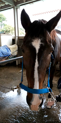 今夜24時30分ラジオ出演☆調布FM『ゆめみんタイムトラベラー』の記事動画