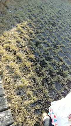 四つ葉、見つけたの記事動画