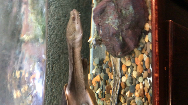 熱帯の旅の記事動画