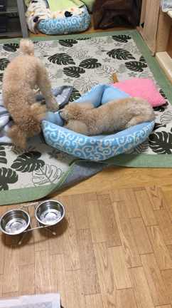 ちょうだいよ〜〜(>_<)の記事動画