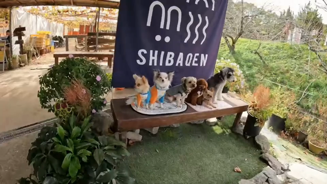 求人広告掲載中　ワンコランチの記事動画