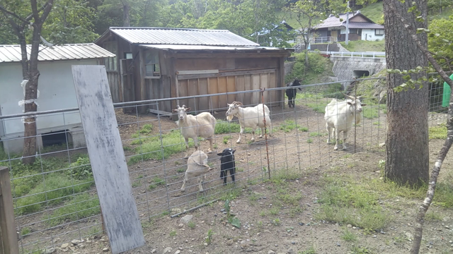 せりざわ村みんなのキャンプ場（日光市）の記事動画