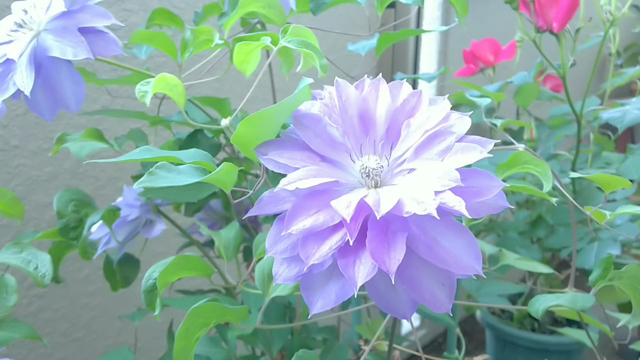 クレマチス 天塩 咲くレレ