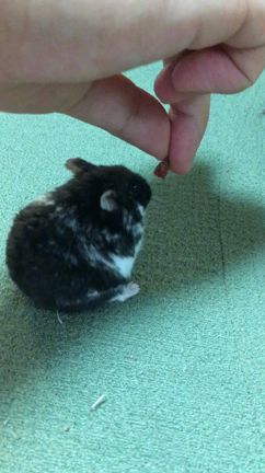 久しぶりのハム日記の記事動画