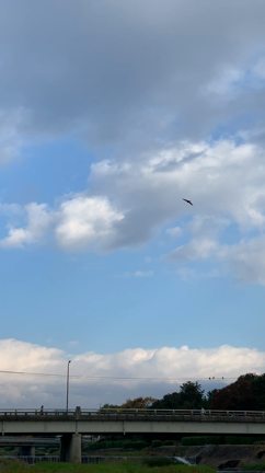 bird in another skyの記事動画
