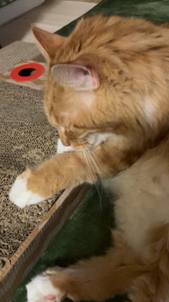 ただいま♫の記事動画