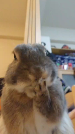 うーたん、歯が痛い？ですよの記事動画