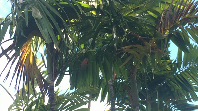 ワイメアプランーテーションの記事動画