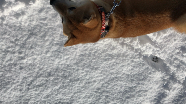 雪。の記事動画