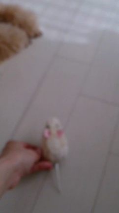 チューチューの記事動画